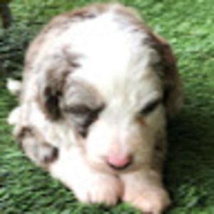 Meet your Posher, Jen